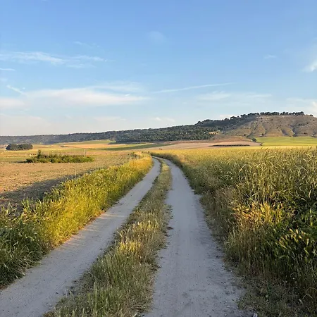 Un Mar De Pinares